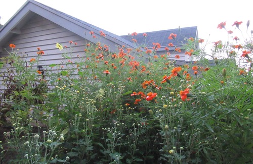 Gagar Cottage | Great Escape Homestay - Bosky Cottage in Gagar at 7500 ft