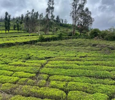 Ooty House | Greenish Mist Mountain