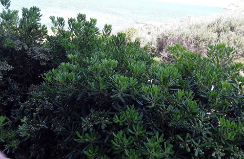 Centuri Apartment | GROUND VILLA T 5 CENTURI CAP CORSE 150M FROM THE SEA