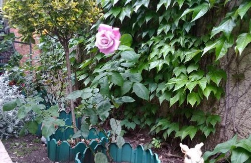 Gelendzhik House | Guest house Irina