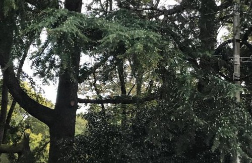 Adler City Centre House | Guest House Lyubimy