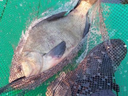 Nepriye Hotel | Guest House on Seliger