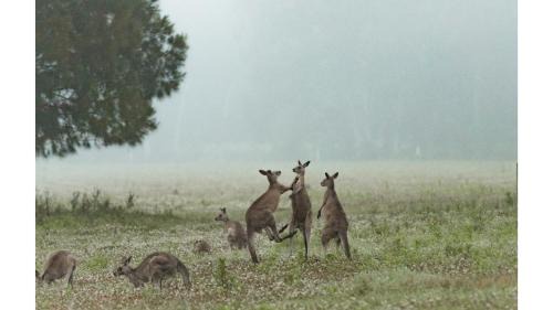 Kangaroo Valley House | Gumnut by Tiny Away