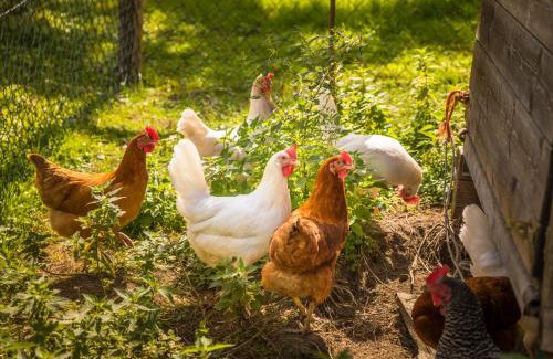 Altenmarkt im Pongau Apartment | Hacklbauer