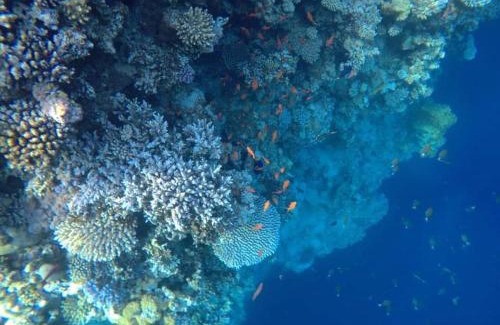 St. Catherine Apartment | Half Moon - Sunny Dahab resort