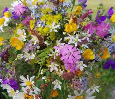 Russbach am Pass Gschuett Apartment | Haus Ortner