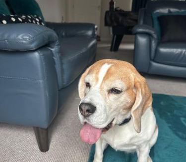 Hereford House | Hereford - Finch House - Modern 4 Bedroom House Located in South Hereford, Dog Friendly With Nearby Countryside, Pool Table, Sleeps up to 10 Guests - Hosted by RENTMYHOUSE