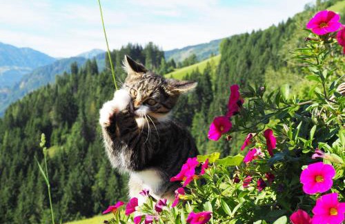 Maschl Apartment | Hinterburgschwaig Hof