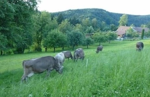 Luetisburg Apartment | holiday apartment/apt. for 9 guests with 110m² in Lütisburg (177739)