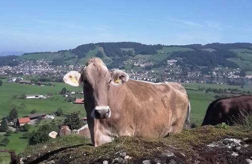 Unterageri Other | Holiday apartment Unterägeri for 1 - 4 persons with 1 bedroom - Farmhouse