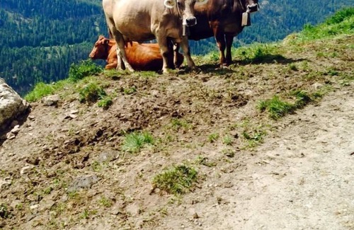 Ardez House | Holiday house Ardez for 1 - 2 persons with 1 bedroom - Holiday home