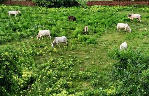 Govardhan Apartment | Home Stay with Giriraj View I On Parikrama Marg I 5 mins to ISKCON & Daan Ghati
