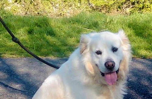 Le Pont-de-Claix Ski Chalet | Homerez - Big chalet for 12 ppl. with swimming-pool and spa at Le Pont-de-Claix