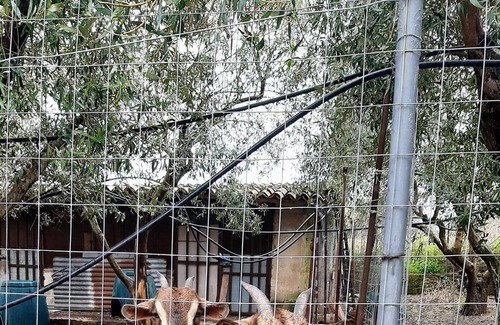 Augusta Villa | Homerez - Villa 8 km away from the beach for 6 ppl. with shared pool at Augusta