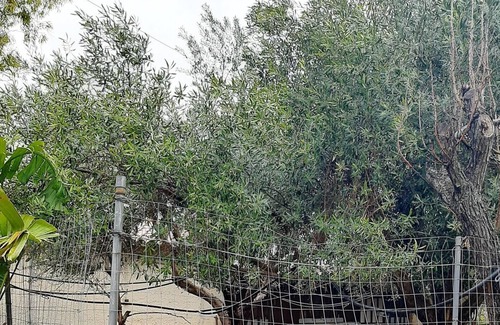 Augusta Villa | Homerez - Villa 8 km away from the beach for 6 ppl. with shared pool at Augusta