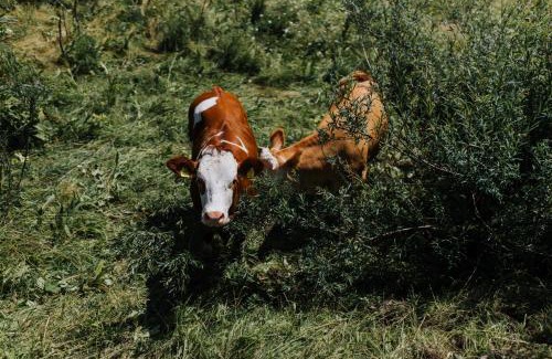 Sutrio Hotel | Hotel Enzo Moro