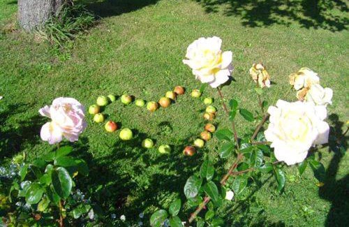 Ostseebad Ahrenshoop House | Hotel/Pension Bradhering