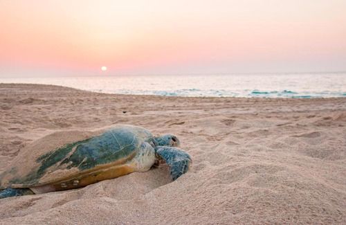 Al Hadd Hotel | Hotel Ras Al Hadd Beach Holiday