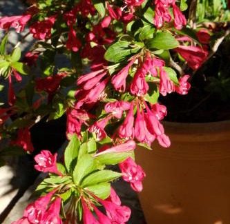 Santa Maria degli Angeli Hotel | Hotel Villa Elda