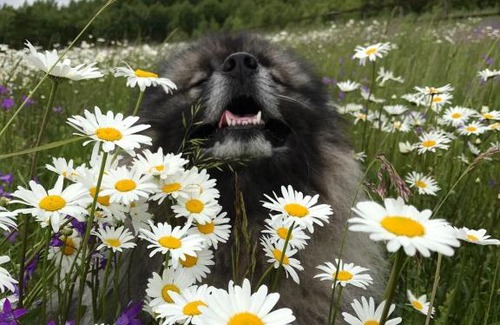 Pereslavl-Zalesskiy House | House near the lake