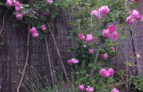 Boutonnet House | House /Villa - MontpellierHouse with garden and pool