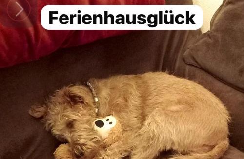 Tanna House | Hundeurlaub im Tiny House im Wald