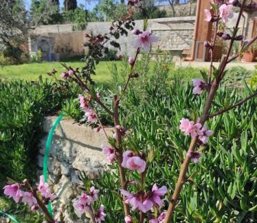 Santa Luce House | Il giardino fiorito