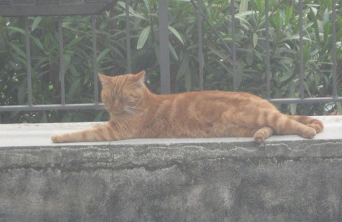 Olgiate Molgora Bed & Breakfast | Il Giuggiolo