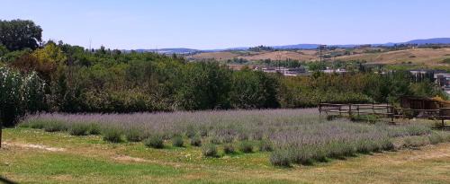 Siena House | Il Lavandeto - farmhouse in the city