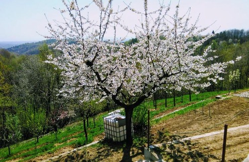 Castellamonte House | Il Pettirosso