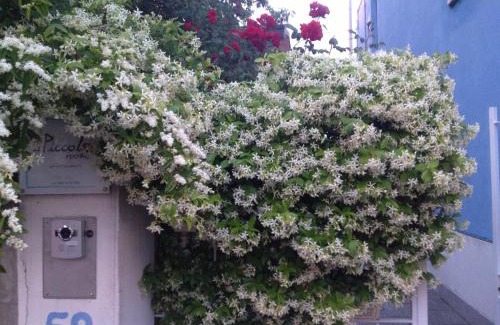 Pontedera House | Il Piccolo Rooms
