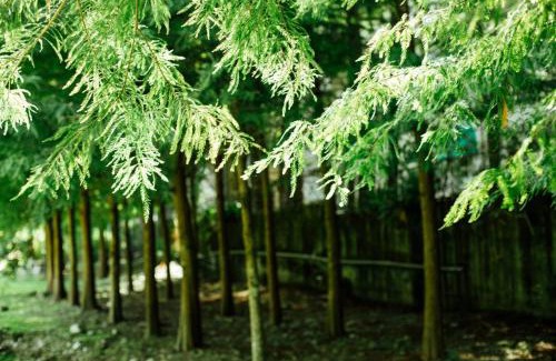 Puli House | Immanuel Forest Homestay