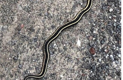 North Kawartha Other | Irish Farmhouse from 1890 North Kawartha