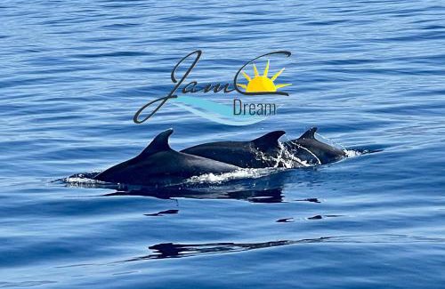 Privlaka Apartment | JamC Dream direkt am Meer mit beheiztem Pool