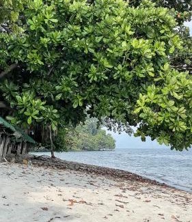 Morong Apartment | JIVA Nest Self-Service Tiny Home in Rainforest Nest with Kitchen - WiFi, Monkeys, Bats!