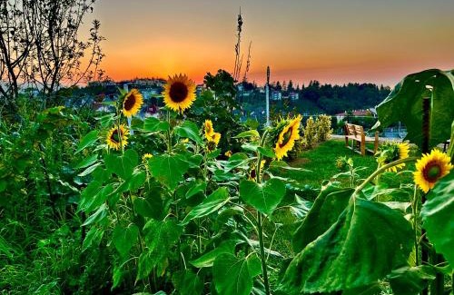 Trabzon House | Köşk de Müstakil bahçeli Konak