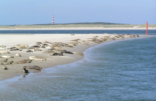 Hollum Apartment | Kapershut 'Family' Apt No. 79 for 1-4 people, close to the beach, with indoor pool