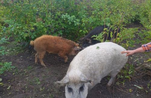 Trans House | Kathøje