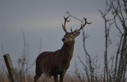 Isle of Lewis House | Kelly's Pod