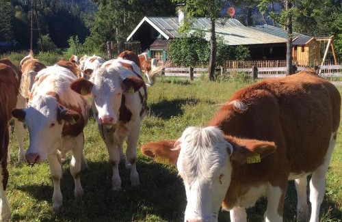 Flachau Ski Chalet | Knusperhauschen Sonnegg