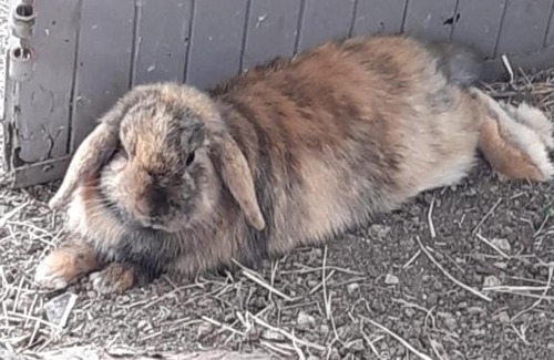 Aigrefeuille-d'Aunis Apartment | L'endroit : Studio de jardin adapté PMR 40m2