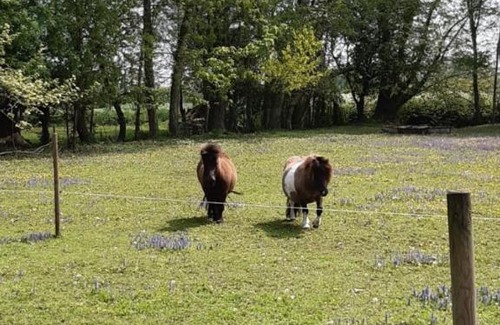 Aigrefeuille-d'Aunis Apartment | L'endroit : Studio de jardin adapté PMR 40m2