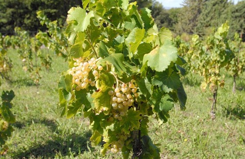 Puget Bed & Breakfast | La Baronne