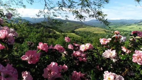 Montescudaio House | La Casa Di Nonna Lucia