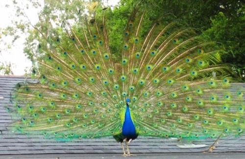 Rancho Palos Verdes House | LA Coastal Oasis