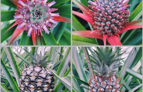 Livramento Villa | La Finca de Ananás - House