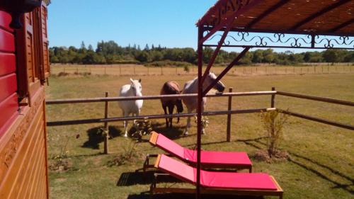Le Cailar Bed & Breakfast | La Nanou'che (roulotte en Camargue)