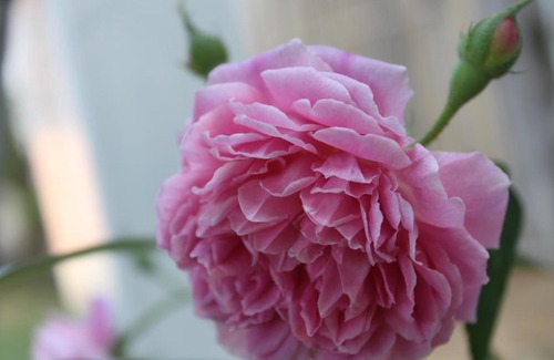 Lampang Bed & Breakfast | Lada House