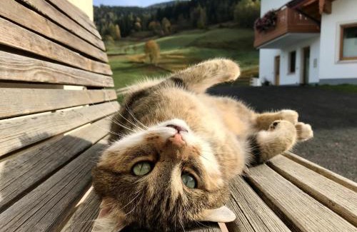 Maschl House | Landhaus mit Familienglück und Ofenwärme