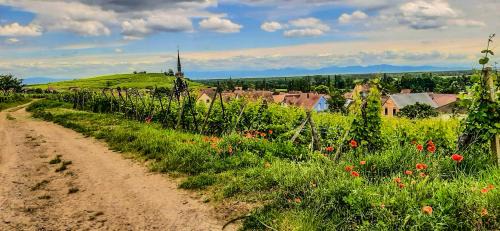 Old Town Apartment | Le Cathedral View Colmar - Centre Historique - Parking privé gratuit